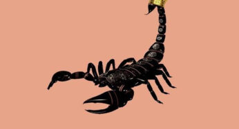 Dj Maphorisa & Kabza De Small – Scorpion Kings EP