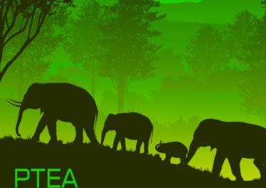 PTea - Mollo EP