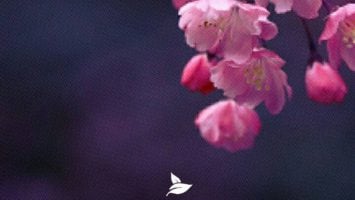 VA - Pure Beginning, Vol. 1
