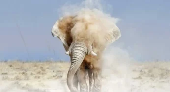 Afrikan Roots – Elephant Steps