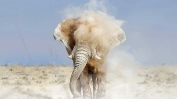 Afrikan Roots - Elephant Steps