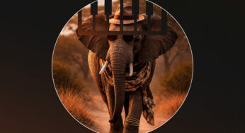 Papas Deep – An Elephant’s House (Album)
